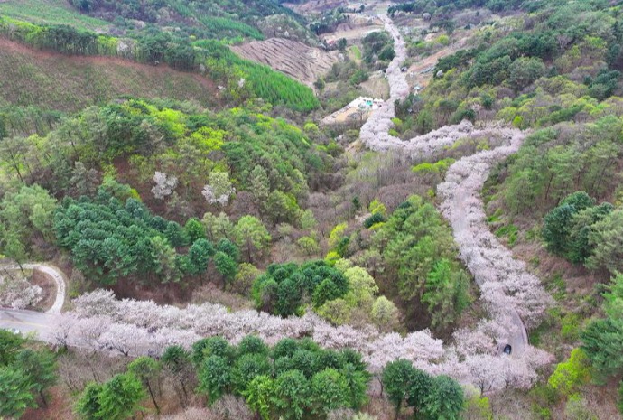 Cerezos en flor en Chuncheon