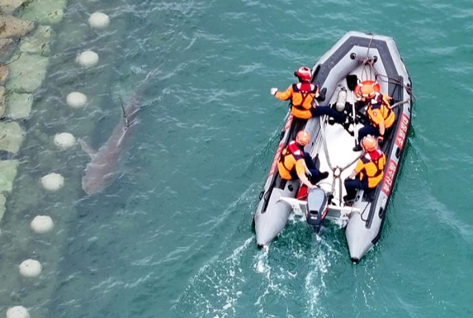 Operativo en Busan para desalojar al tiburón 'Bukangi'