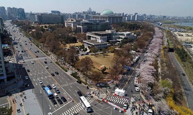 Por primera vez en 3 años se podrá caminar por las calles de cerezos en Yeouido