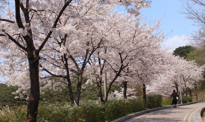 Sugerencias para la temporada de flores de cerezo