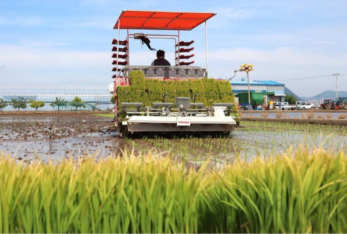 Inicia la temporada de trasplante de arroz en Busan