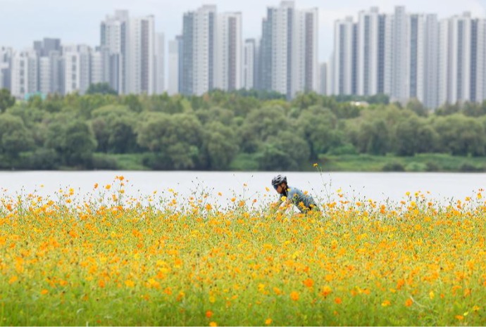 Flores cosmos amarillas por el río Hangang