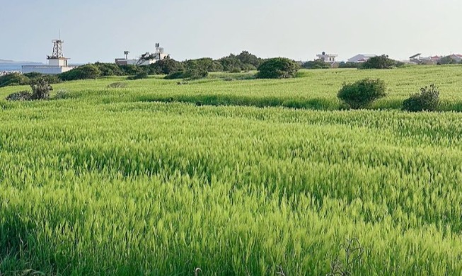 Festival de la Cebada de Cheongbori