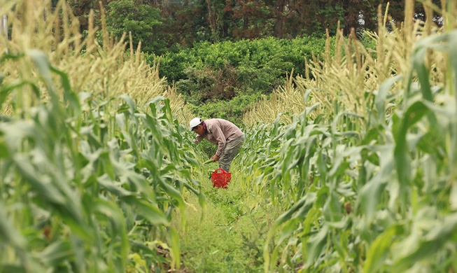 Corea optimiza la cosecha de semillas de arroz con un programa de IA