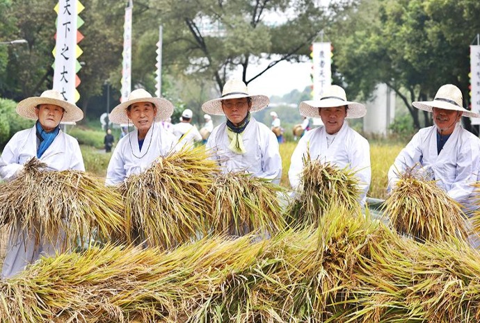 Cosecha tradicional del arroz