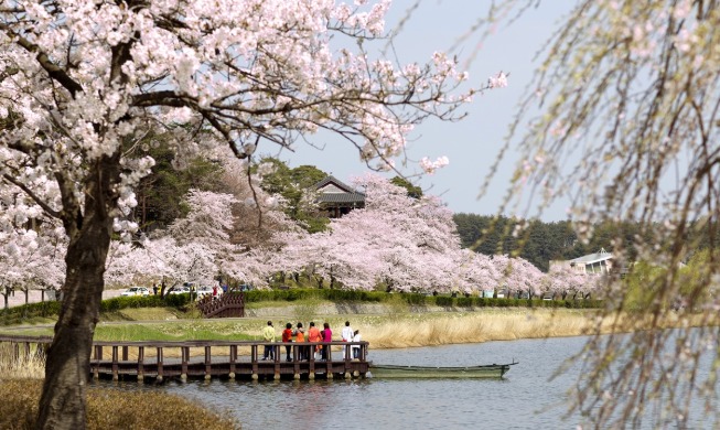 El Festival de las Flores de Cerezo de Gyeongpo