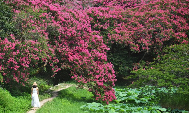 [Foto del día] Flores 'baekilhong' en plena floración resplandecen bajo el sol