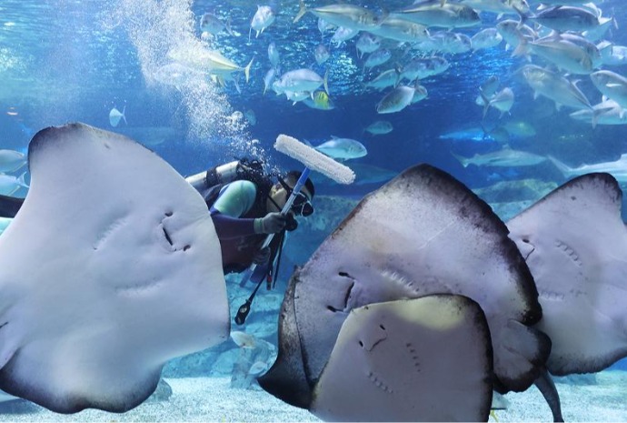 Limpieza del acuario para recibir el Año Nuevo