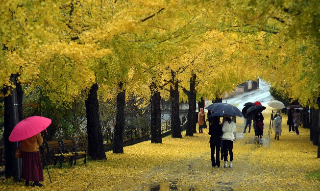 [Foto del día] Calle cubierta de hojas de ginko en el pueblo de Uidong