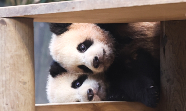 Las pandas gemelas Rui Bao y Hui Bao son presentadas ante el público
