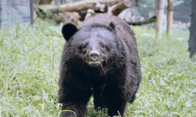 [Corea junto con los animales] ② Se dan los primeros pasos en santuarios de animales