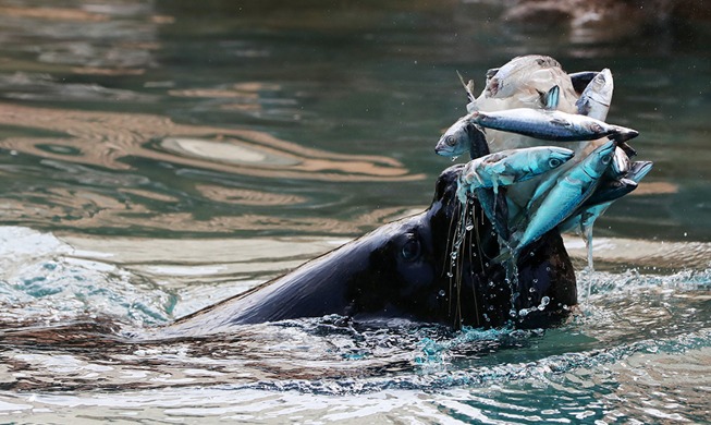 [Foto del día] Lobo marino se refresca durante la ola de calor