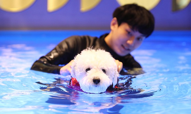 [Foto del día] Clases de natación para perros