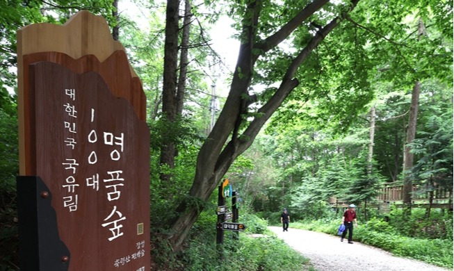 Jangseong, donde el aroma del ciprés revitaliza personas y comunidades