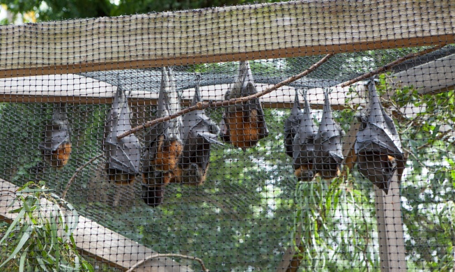 Se desarrolla una plataforma de organoides de murciélago en preparación a alguna nueva pandemia