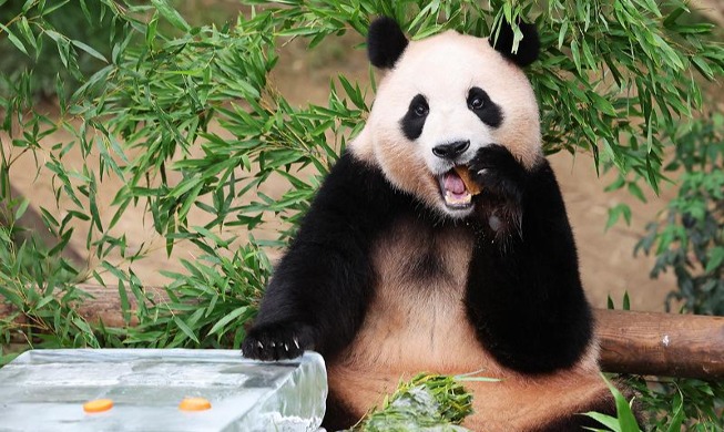 La bebé panda Fu Bao disfruta el verano