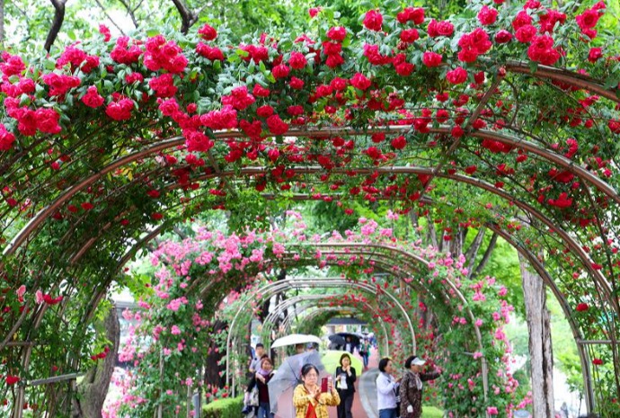 Paseando bajo el túnel de rosas