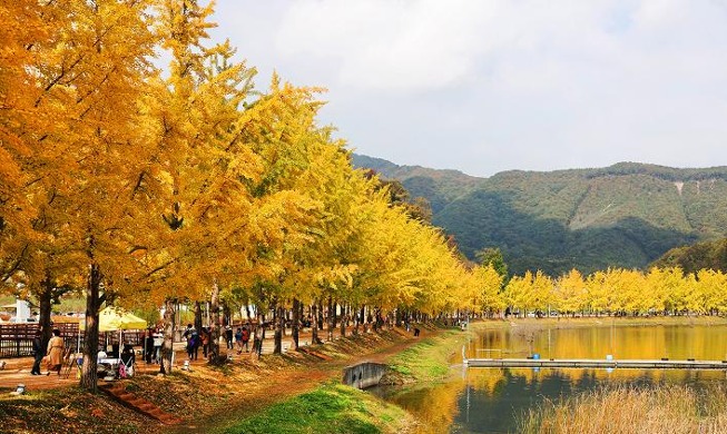 Árboles de ginkgo amarillos