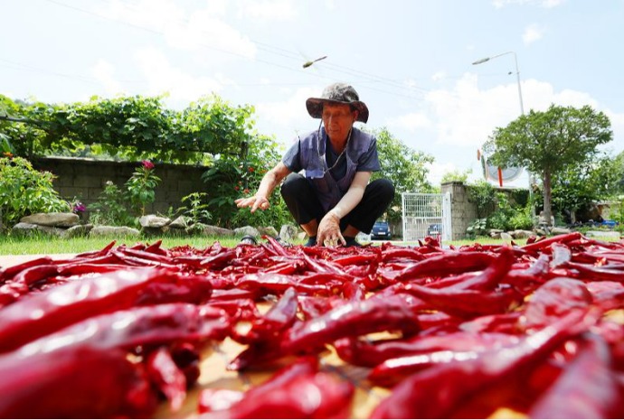Secado de chiles rojos bajo el sol