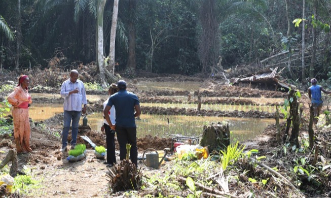 Corea combate la escasez de alimentos en África a través de su tecnología arrocera