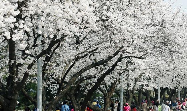 [Korea.net en YouTube esta semana]  Cerezos en flor en el distrito de Yeongdeungpo-gu en Seúl