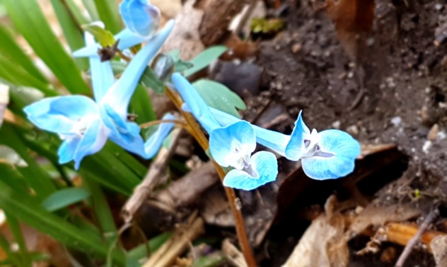 Flores en los parques nacionales avisan la llegada de la primavera