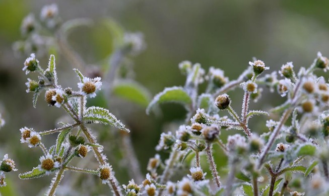 Primera helada de la temporada otoño-invierno