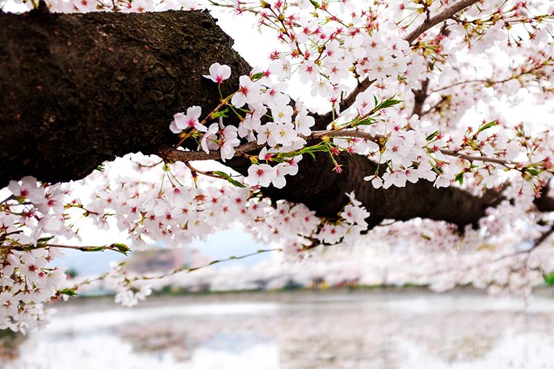 20200311_honorary_covid19