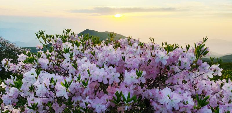 Las azaleas reales complementan la vista del atardecer en la montaña Jirisan. 