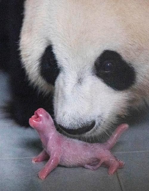 20200723_panda2