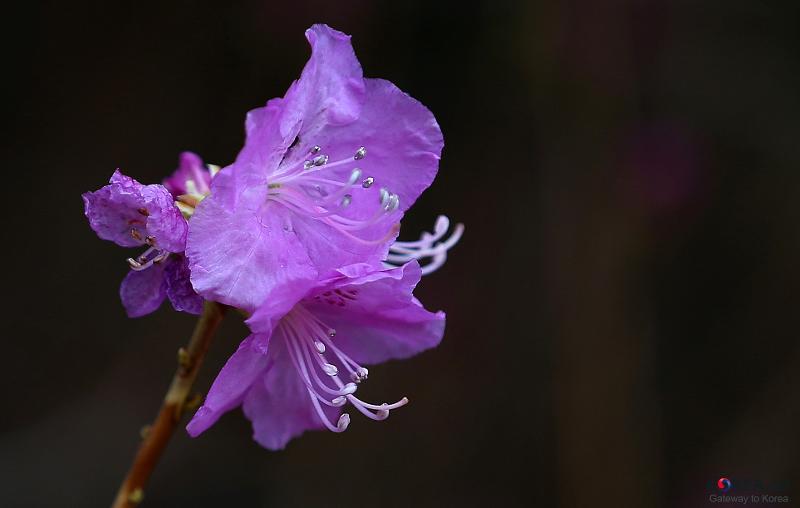 La hermosa flor de azalea, llamada Jindallae en coreano | Korea.net DB