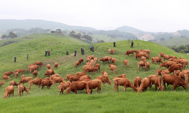 [사진으로 보는 한국] 초원에서 건강히 자라는 한우