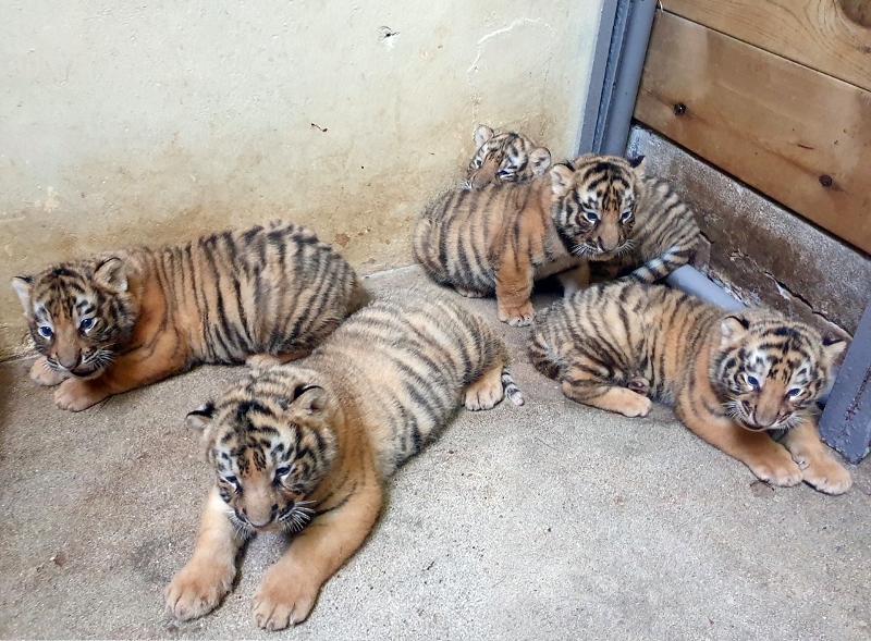 Cinco tigres coreanos de nivel 1 de peligro de extinción nacieron el 27 de junio en el zoológico de Everland en la ciudad de Yonginsi, provincia de Gyeonggi-do.