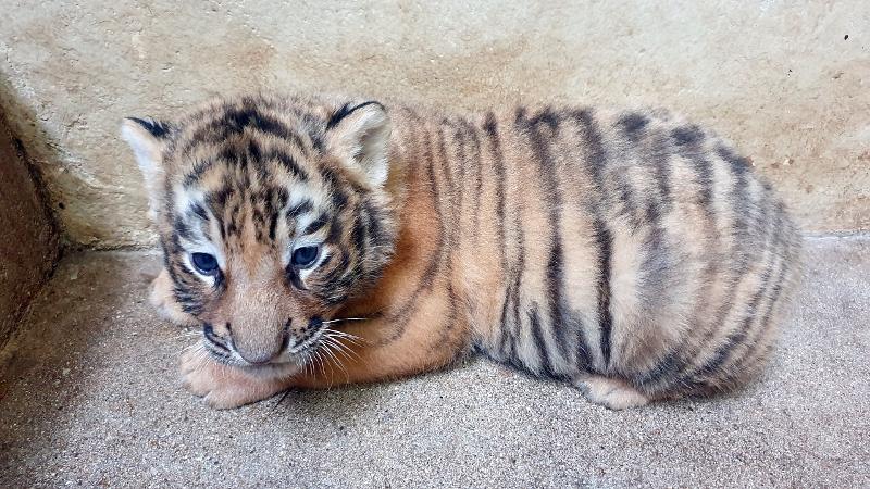 Everland publicó fotografías de cinco tigres coreanos recién nacidos el 12 de agosto. 