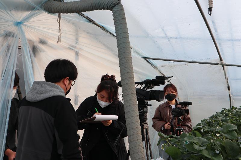 En enero, en un campo de fresas en Nonsan, provincia de Chungcheongnam-do. la reportera Lee Kyoung-mi (en el centro) está determinando la razón por la que las exportaciones de fresas coreanas al Sudeste asiático aumentan. 