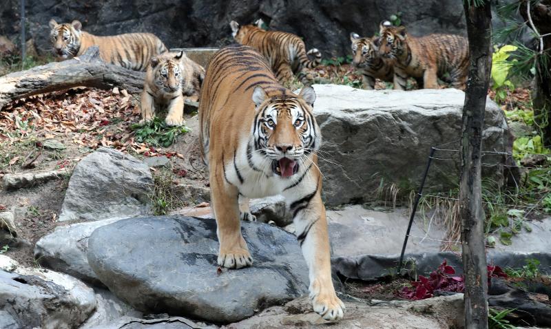 El 2022 es el Año del tigre negro según el zodíaco asiático. La foto del 30 de septiembre muestra a cinco tigres coreanos nacidos el 17 de junio de 2021 en el zoológico Everland en Yongin, provincia de Gyeonggi-do. Ese día nacieron tres cachorros machos y dos hembras mediante reproducción natural. |