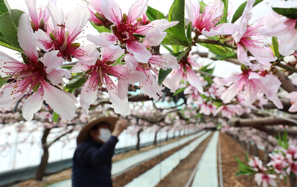 Flores de durazno anuncian la llegada de la primavera :  : The  official website of the Republic of Korea