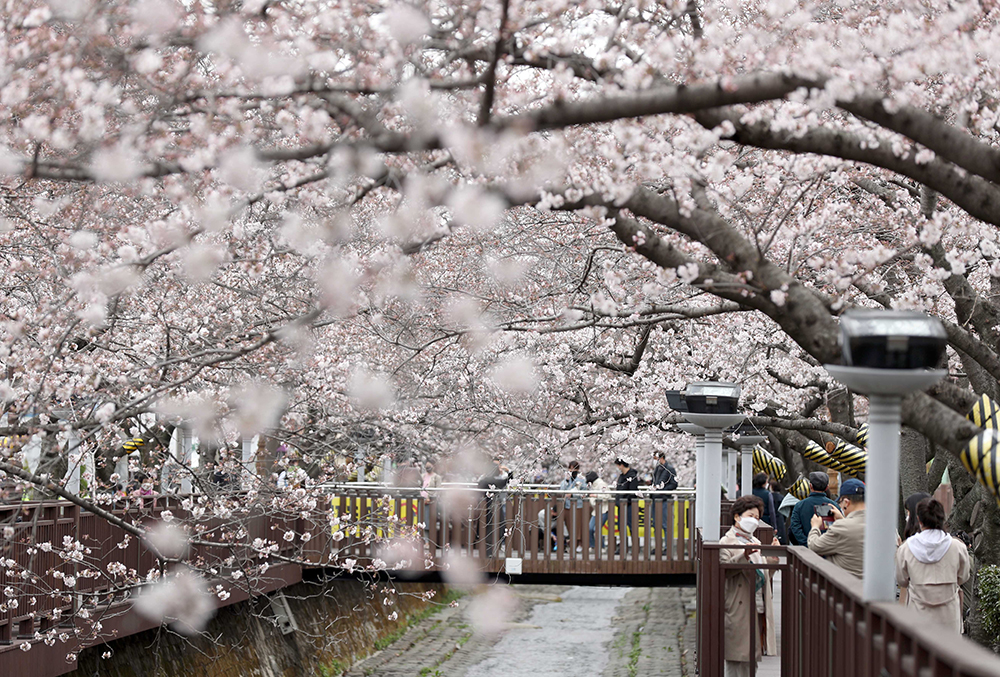 La tarde del 28 de marzo los árboles de cerezo están en plena floración alrededor del 'Puente del Romance' del arroyo Yeojwacheon en el distrito de Jinhae-gu, de la ciudad de Changwon, provincia de Gyeongsangnam-do.