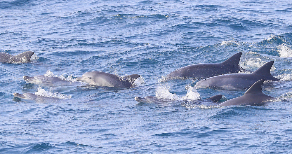 tUna manada de delfines nariz de botella del Indo-Pacífico nada en las aguas costeras del municipio de Daejeong-eup, ciudad de Seogwipo, en la isla de Jeju.