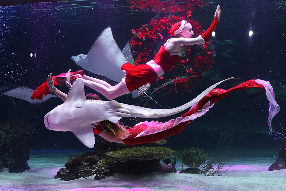 8일 서울 영등포구 여의도 아쿠아플라넷63에서 산타와 인어 복장을 한 아쿠아리스트들이 '인어공주의 로맨틱 크리스마스' 공연을 선보이고 있다. 연합뉴스