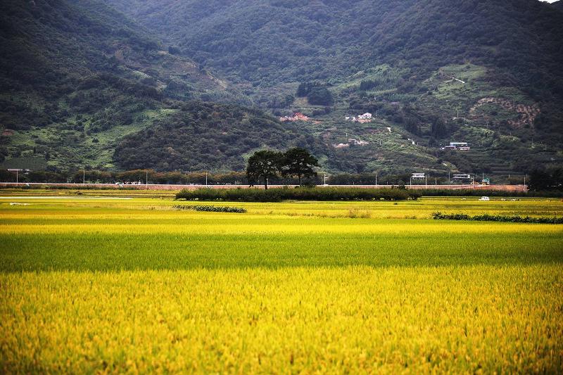 Los campos verdes del pueblo de Pyeongsa-ri son parte del escenario de la novela épica 'Toji' (La Tierra).