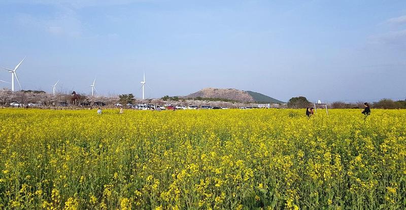 El Festival de la Flor de la Colza de Seogwipo, se celebrará del 31 de marzo al 2 de abril en el campo de flores del municipio de Pyoseon-myeon, en Seogwipo, la segunda ciudad de la isla. | Visit Jeju