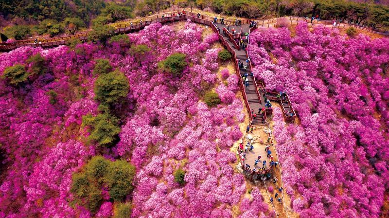 El 13º Festival de la Azalea de la Montaña Goryeosan se celebrará del 15 al 23 de abril en la montaña Goryeosan de la isla de Ganghwado, frente a la costa de Incheon. | Organización de Turismo de Incheon