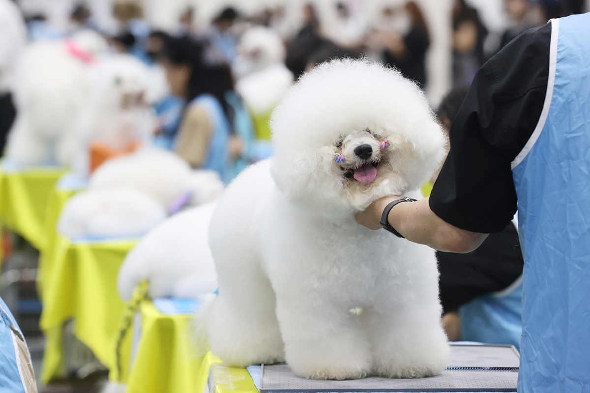 El 14 de julio, los peluqueros caninos compiten en el 103º Concurso Nacional de Peluquería Canina, realizado en el Centro de la Corporación Surcoreana de Comercio Agropesquero y Alimentario (aT, según sus siglas en inglés), en el distrito de Seocho-gu, en Seúl. El concurso se celebró como parte de una exposición canina organizada por la Federación Cinológica Internacional, que se lleva a cabo hasta el 16 de julio.
