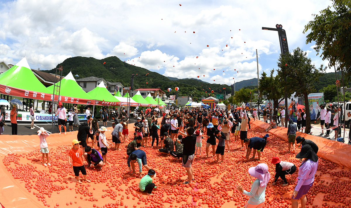 El 4 de agosto, los visitantes intentan encontrar un anillo de oro escondido dentro de uno de los tomates del tumulto esparcido, en el municipio de Sanae-myeon, en el condado de Hwacheon-gun, provincia de Gangwon-do, como parte de uno de los 20 programas del 