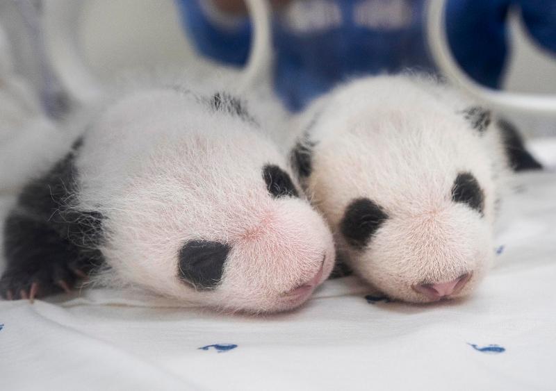 La foto muestra las primeras pandas gemelas nacidas en Corea, en las que se pueden ver los patrones negros característicos de los pandas alrededor de los ojos, las orejas, los hombros, los brazos y las patas.