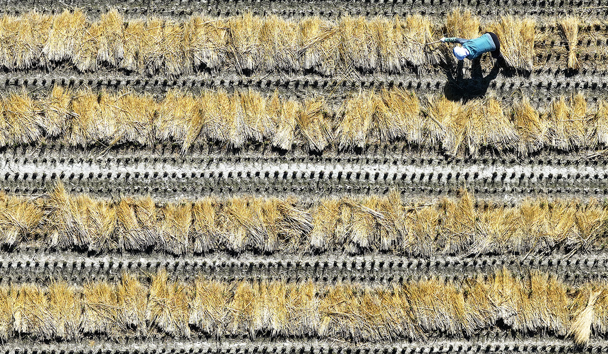 El 18 de octubre, un empleado de la Agencia de Protección de Recursos Agrícolas de la provincia de Gyeongsangbuk-do junta la paja de arroz en un campo tras la cosecha, cerca de la ciudad de Daegu, con el fin de utilizarlas para atar los tallos de arroz arrancados durante futuros tifones. 
