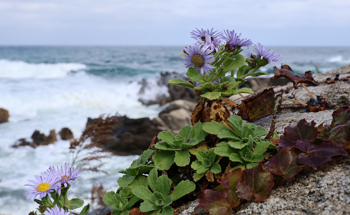 El 23 de octubre, varios racimos de Aster spathulifolius florecen en el borde de la playa Jumunjin en la ciudad de Gangneung, en la provincia de Gangwon-do. Esta es una flor de crisantemo coreana nativa que crece en las costas, y produce flores de color púrpura en lugares soleados entre las rocas, de julio a noviembre.
