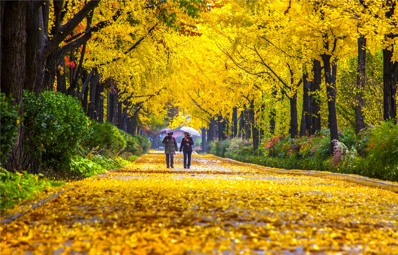 Unas personas caminan por el sendero Wiryeseong, en el distrito de Songpa-gu, Seúl. 