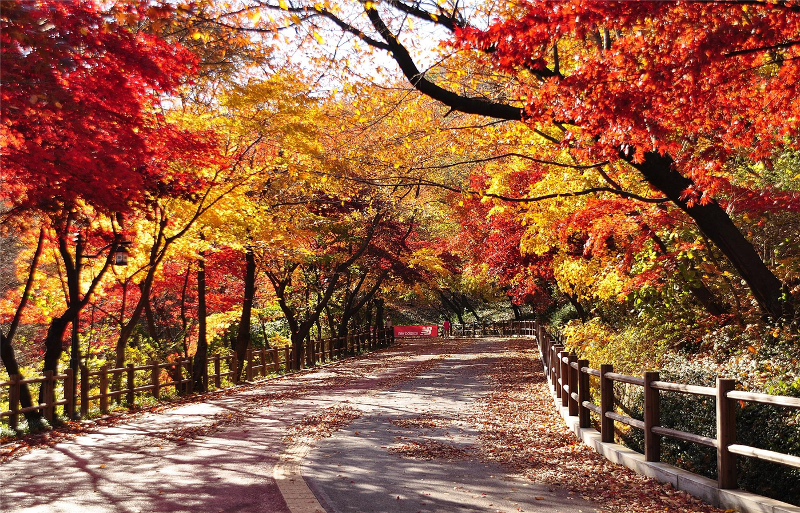  La foto muestra un sendero en el parque Namsan, en el distrito de Jung-gu, Seúl.